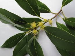 Image result for Actinodaphne