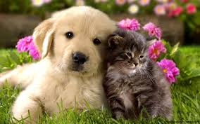 Tiere Hund Und Katze Susse Baby Live Wallpaper 1092x712 Wallpapertip Die farbe des babys ist grau. tiere hund und katze susse baby live