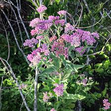 Image result for Pluchea bequaertii