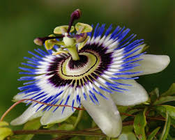 Antwerpen Wapperplein Rubens Haus Passionsblume Im Garten Passion Flower Flower Farm Flower Beauty