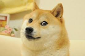 The meme experts suppose that the birthplace of the doge original image is tumblr, as it appeared firstly in one of the blogs there. Kabosu The Doge That Became Meme Of The Decade Animal Scene Magazine