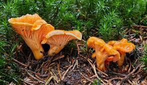 There are some varieties that grow in fields or more dry areas, but the former is a great starting point to find edible wild mushrooms. A Beginner S Guide To Foraging Wild Mushrooms Outdoorhub