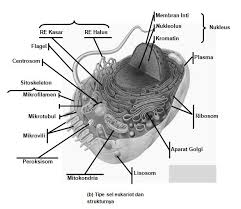 Itu jenis sel mereka dibagi menjadi dua kelompok besar sesuai dengan strukturnya: Perbedaan Sel Prokariotik Dengan Sel Eukariotik Blog Pak Pandani