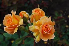 Rosen sollte man schon im herbst pflanzen. Was Ist Wichtig Beim Rosen Pflanzen