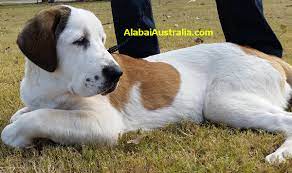 Bred to defend flocks from wolves and bears, guard property and. Alabai Australia Central Asian Shepherd Dog Alabai Puppy Photos