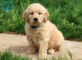 Princess Golden Retriever Puppy For Sale Keystone Puppies Retriever Puppy Golden Retriever Puppy Golden Retriever