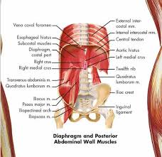 Human Muscle Chart Vr1118