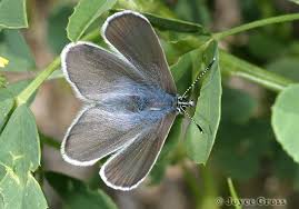 Image result for Cyrtorchis glaucifolia