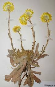 Image result for Helichrysum aureum