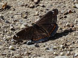 Image result for Limenitis populi