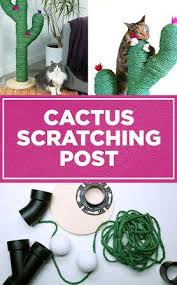 Cute cactus cat climbing frame rope get it now: Pin On Nifty Pets