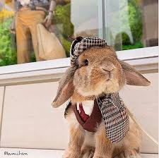 29 Fashionable Pets That Will Make You Forget This Whole Dogs Wearing Pants Debate Cute Baby Bunnies Cute Animals Super Cute Animals