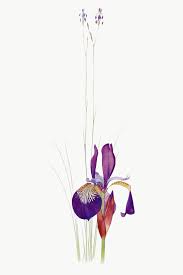 Download Premium Png Of Vintage Iris Flower Illustration Transparent Png In 2020 Flower Illustration Iris Flowers Flower Drawing