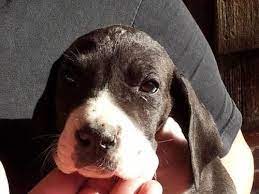 See puppy pictures, health information and reviews. Great Dane Puppy 7 Weeks Old For Sale In Pueblo Colorado Classified Americanlisted Com