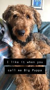Airedale puppies for sale alberta. Oorang Airedales