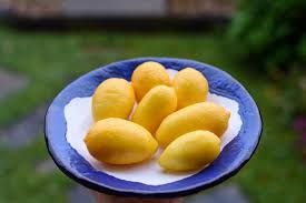 Image result for Limeum sulcatum