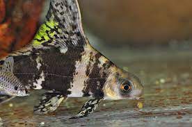 They go by many names. Chinese High Fin Banded Shark 101 The Complete Guide