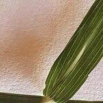 Image result for Sporobolus agrostoides