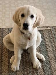 Our english cream golden retriever puppies for sale are beautiful, playful, great with children, and make the perfect family pet! Kelly S English Cream Golden Retriever Puppies Home Facebook