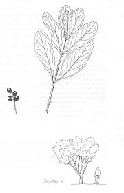 Image result for Euclea schimperi