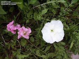 Image result for Ipomoea oenotherae