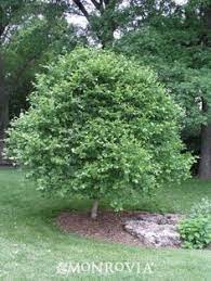Small ornamental trees zone 4 5. 12 Ornamental Trees For Zone 4 Ideas In 2021 Ornamental Trees Small Trees Landscape