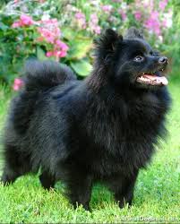 Black American Eskimo Dog Dogs Breeds Keeping You And Your Dog Happy A Guide Want To Know More Click On The Image Dogsbreeds Dog Breeds Spitz Dogs Dogs