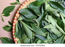 Image result for Vernonia amygdalina