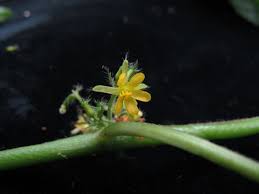 Image result for Triumfetta annua