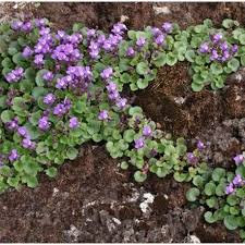 Piccoli fiori bianchi non interessanti dal punto di vista. Cymbalaria Pallida Vivaio Online Un Quadrato Di Giardino Piante Perenni Giardino Giardino Roccioso