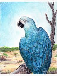 Decoración: Guacamayo Spix