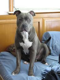 Knight Sabre The Thunderfoot Blue Nose Blue Brindle American Pitbull Terrior About 7 Months American Pitbull Bully Breeds Puppies