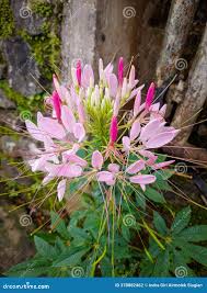 Image result for Cleome houtteana