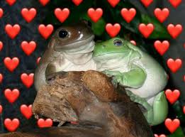 pics Cute Frog Love Memes
