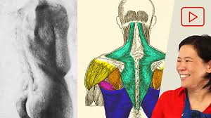 See more ideas about anatomy, anatomy reference, anatomy drawing. Anatomy For Artists Upper Back Muscles Art Prof