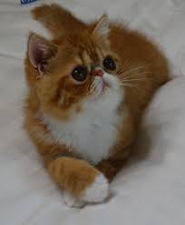 World class exotics for sale. Exotic Shorthair Kittens For Sale Petfinder