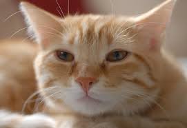Unfortunately, many cats are experts at spitting out pills, or they may refuse to eat them altogether. How To Give Your Dog Or Cat A Pill