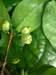 Image result for Rytigynia umbellulata