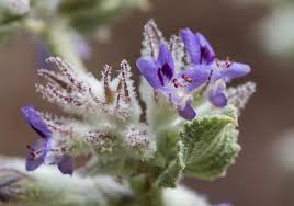 Image result for Hyptis