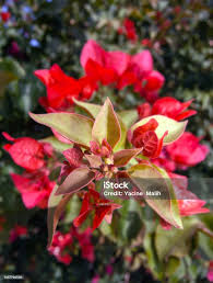 Image result for Nyctaginaceae