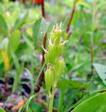 Image result for Liparis harketii