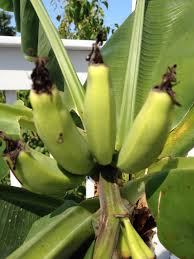 Maybe you would like to learn more about one of these? Taking Down Musa Basjoo Banana Plants Container Crazy Ct