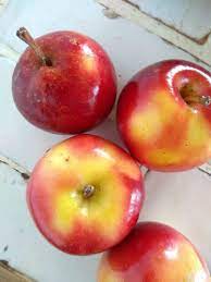 What Are Rockit Apples Eat Like No One Else Apple Fruit In Season Fruit