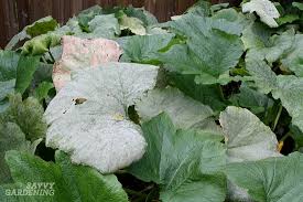 Check spelling or type a new query. Zucchini Growing Problems 10 Common Issues And How To Overcome Them