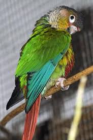 Auch molinasittich wei wei wurde so verstümmelt. Www Zootierliste De