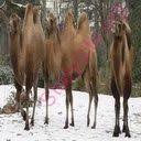 There are two types of camels: English To Hindi Dictionary Meaning Of Camel In Hindi Is à¤Š à¤Ÿ à¤‰à¤· à¤Ÿ à¤° à¤« à¤²à¤µ à¤² à¤¹à¤° à¤ª à¤§ à¤‰ à¤Ÿ à¤• à¤¬ à¤² à¤¸ à¤¬à¤¨ à¤¯ à¤¹ à¤† à¤•à¤ªà¤¡ à¤¬ à¤°à¤¶ à¤‰ à¤Ÿ à¤• à¤¬ à¤² à¤¸ à¤¬à¤¨ à¤¯ à¤¹ à¤† à¤•à¤ªà¤¡