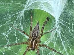 The cephalothorax on the other hand, has the lighter stripe running down the middle, dividing two dark stripes. Ohio Spiders Pictures And Identification Tips Green Nature