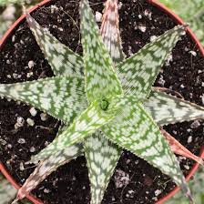 Image result for Aloe ribauensis