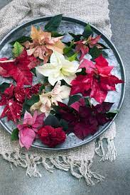 Poinsettia Poinsettia Flowers House Plants
