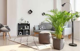 There are 290 suppliers who sells indoor low light trees on alibaba.com, mainly located in asia. 10 Best Indoor Low Light Trees Tall Plants That Don T Need Sunlight Gardenine